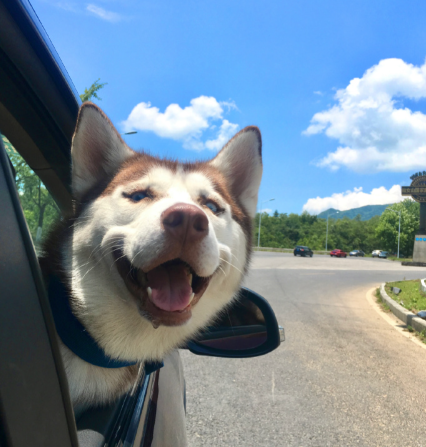 【宠物医疗行业报告数据】2025 年中国宠物医疗行业发展报告